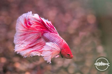 best tank mates for koi fish|koi betta female.